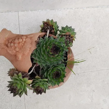 Διαμέρισμα Sweet Green With Garden